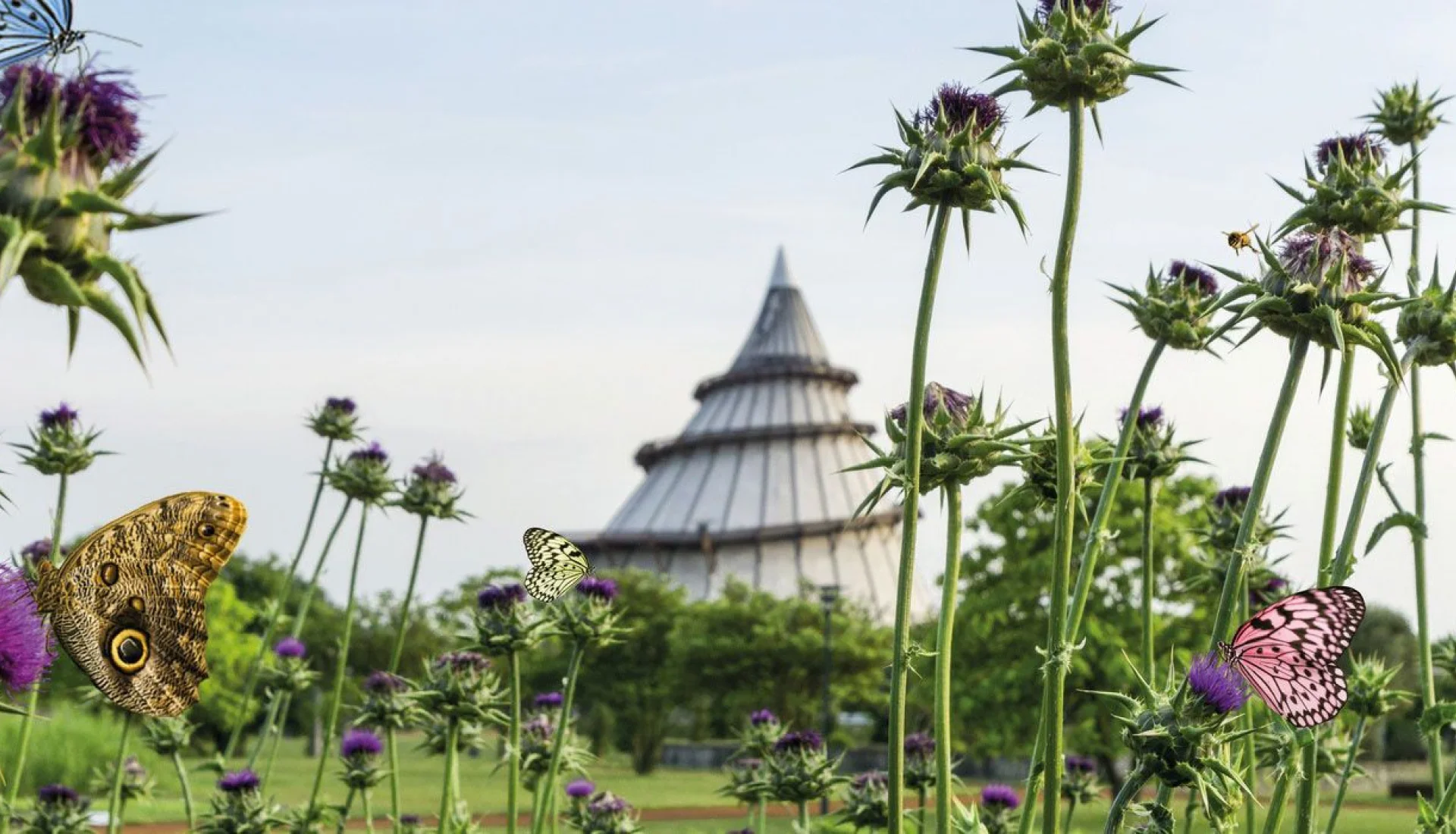 Violette Distelbl&uuml;ten mit mehreren Schmetterlingen im Vordergrund, dahinter unscharf die Spitze des Jahrtausendturms