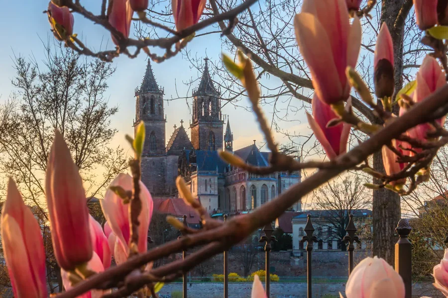 Rosafarbene Magnolienknospen rahmen die Tuerme des Magdeburger Doms im Abendlicht, dazwischen ein schmiedeeiserner Zaun mit Spitzen