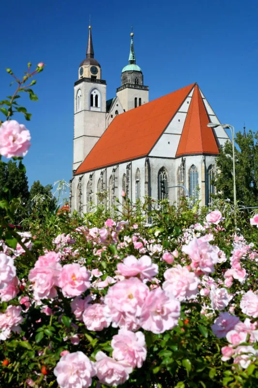 Johanniskirche mit rotem Satteldach und ihren beiden ungleichen Türmen, im Vordergrund ein blühendes rosa Rosenbeet