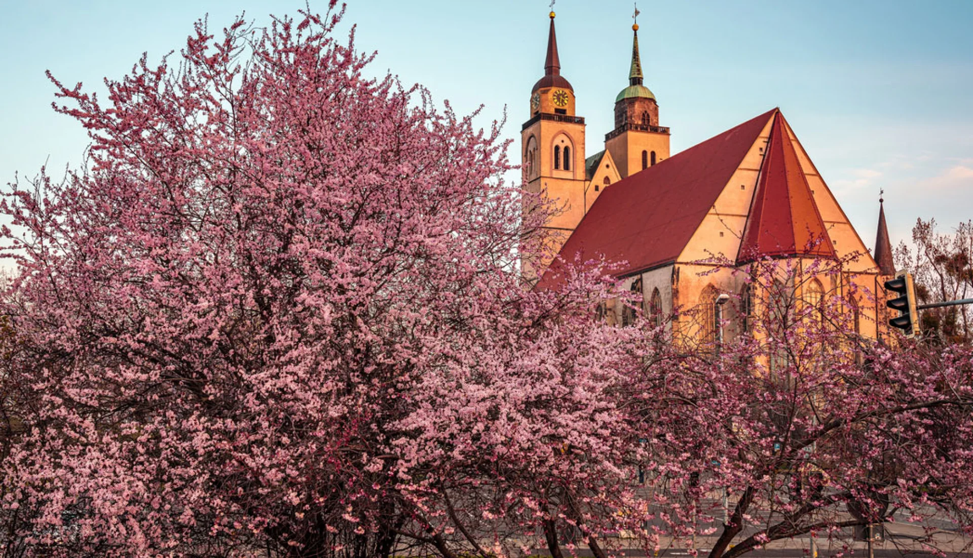 Johanniskirche im warmen Abendlicht hinter rosa bl&uuml;henden Zierkirschen