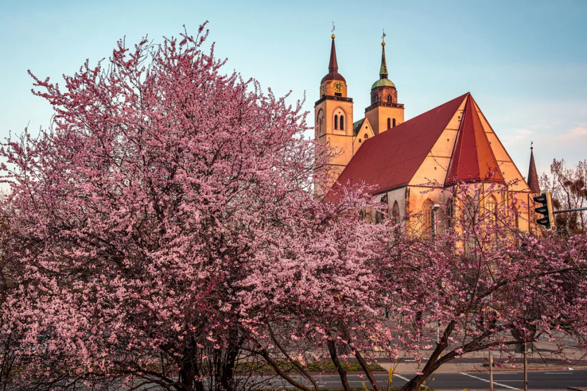 Johanniskirche im warmen Abendlicht hinter rosa blühenden Zierkirschen