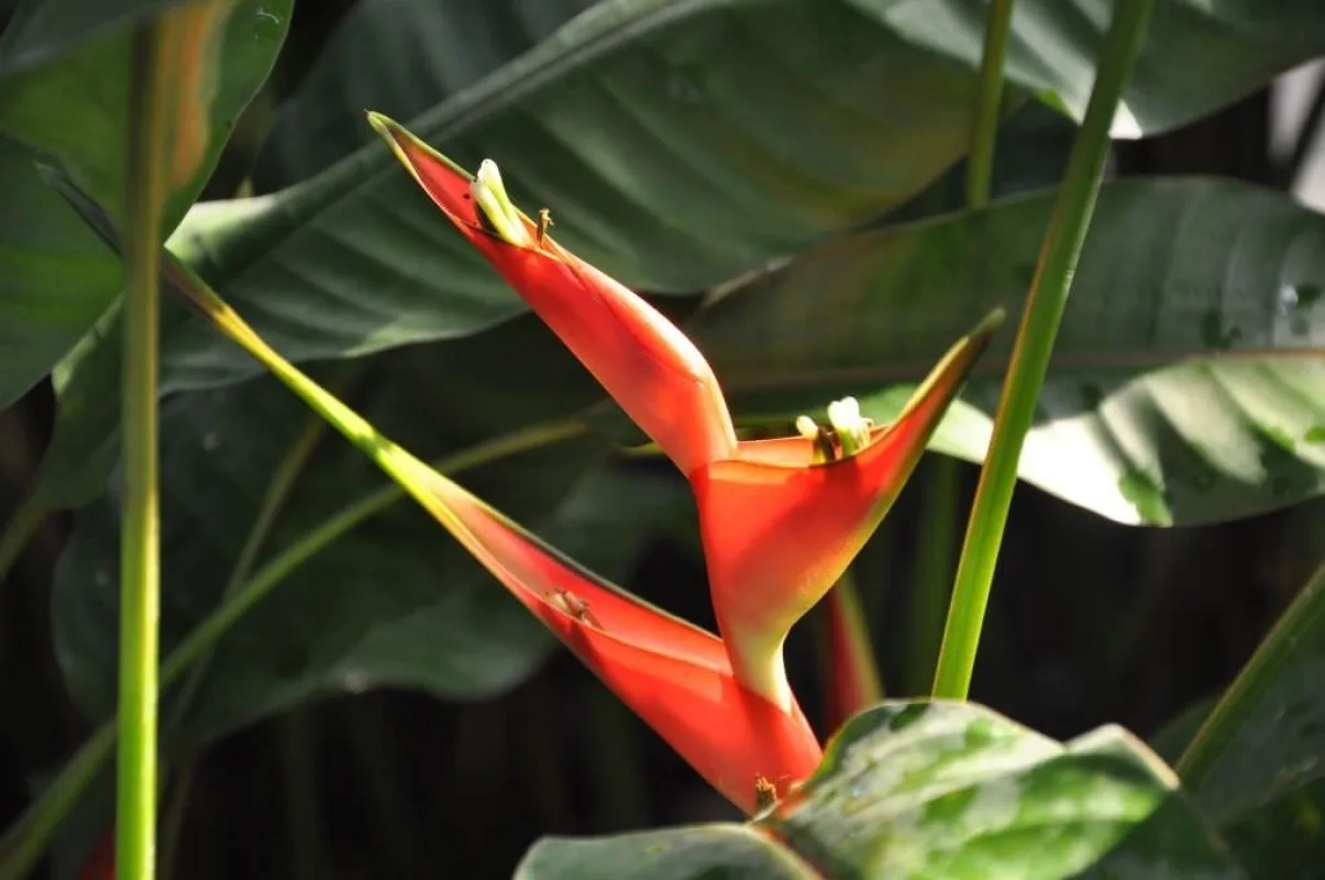 Rot-gelbe Blüte einer Heliconia bihai vor großen dunkelgrünen Blättern im Gruson-Gewächshaus
