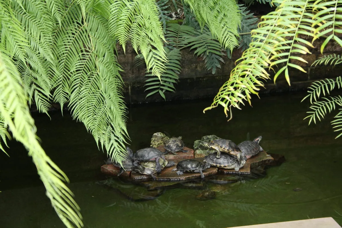 Sieben Wasserschildkröten sonnen sich auf einer Holzinsel im Teich der Gruson-Gewächshäuser, darüber hängen Farnwedel