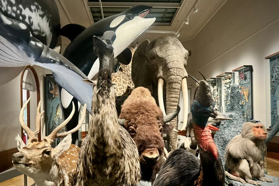 Museum f&uuml;r Naturkunde 