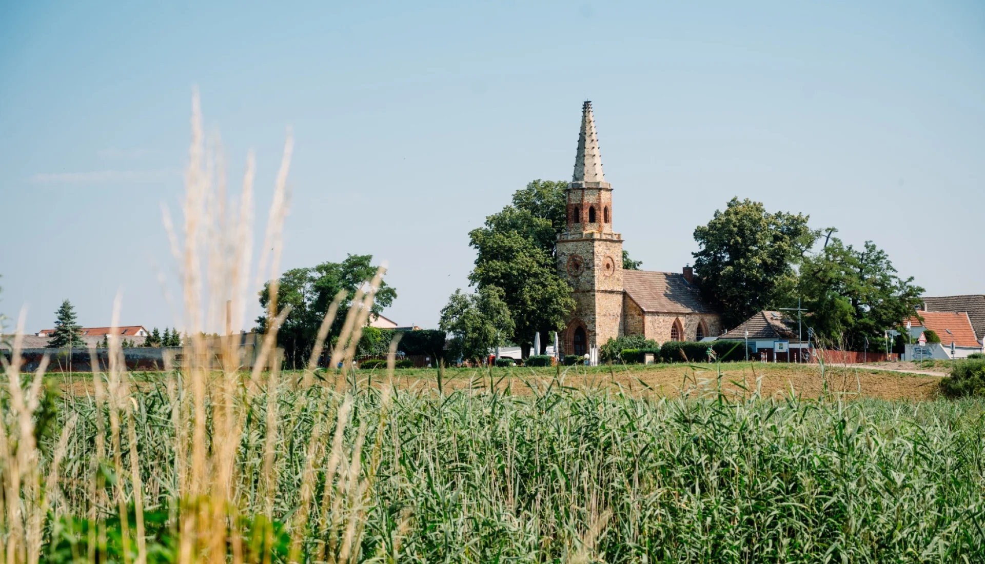 Die alte Dorfkirche Beyendorf mit spitzem Turmhelm hinter Feldern und Schilfgras, umgeben von grossen Baeumen unter blauem Himmel