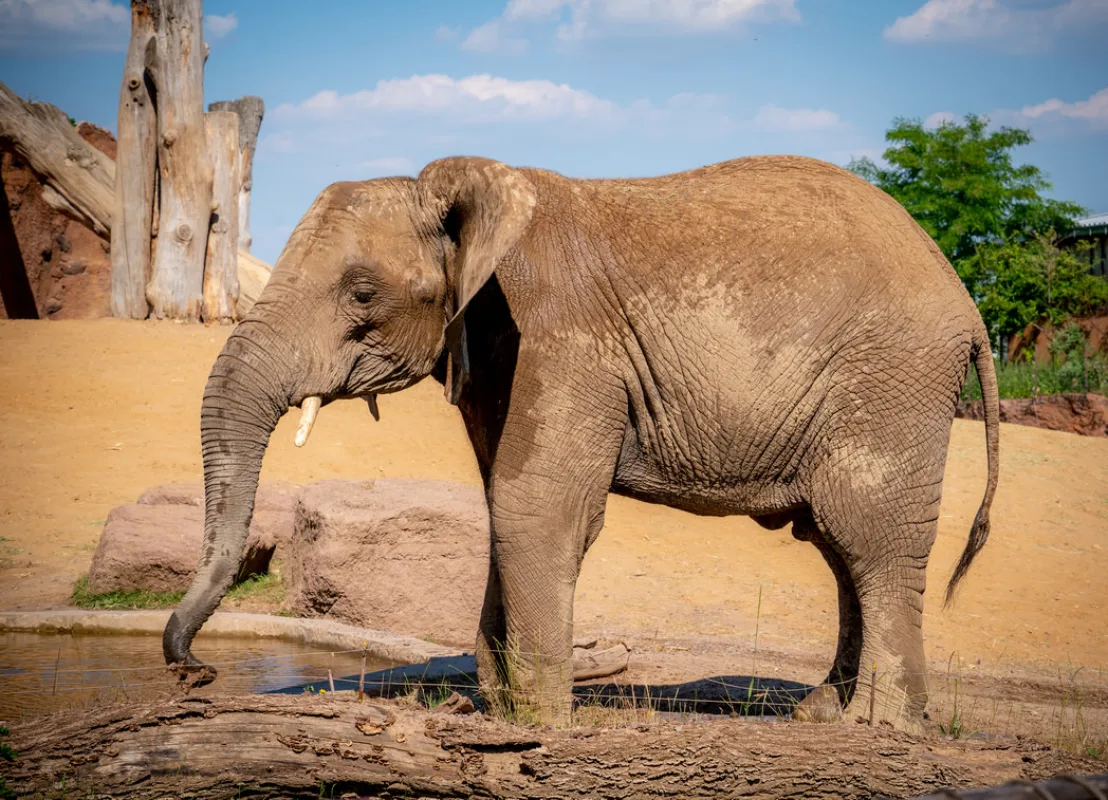 Afrikanischer Elefant an der Wasserstelle, der Rüssel taucht ins Wasser