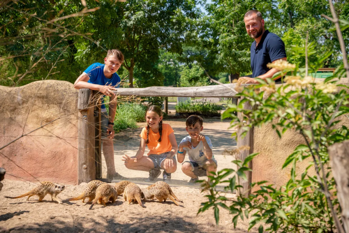 Familie beobachtet durch eine Glasscheibe eine Gruppe Erdmännchen