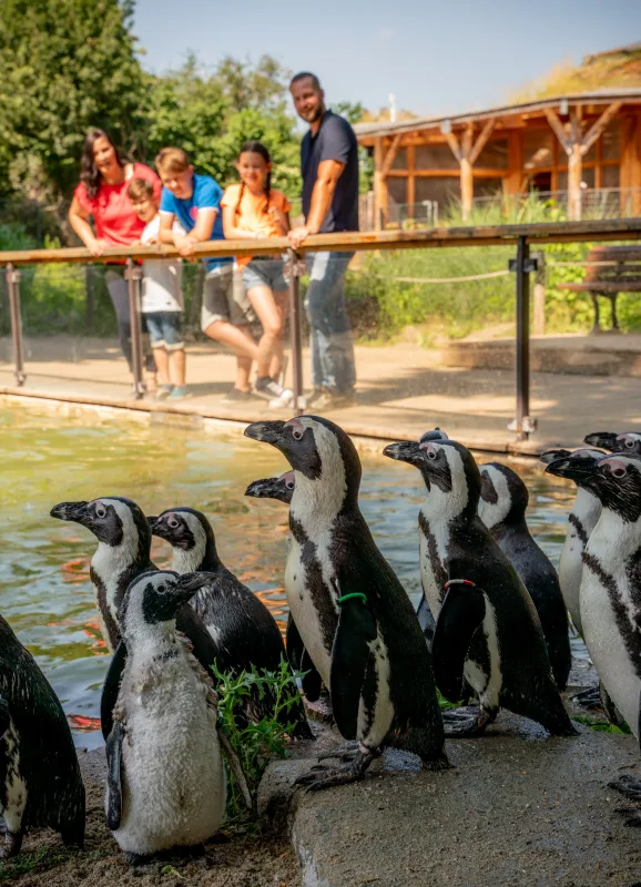 Gruppe Brillenpinguine am Wasserbecken, dahinter schaut eine Familie vom Steg zu