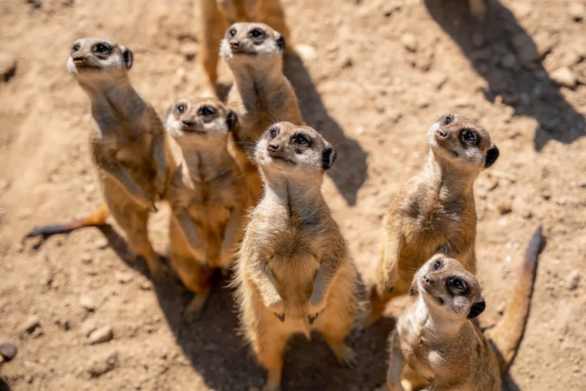 Sechs Erdmännchen stehen aufgerichtet im Sand und blicken nach oben