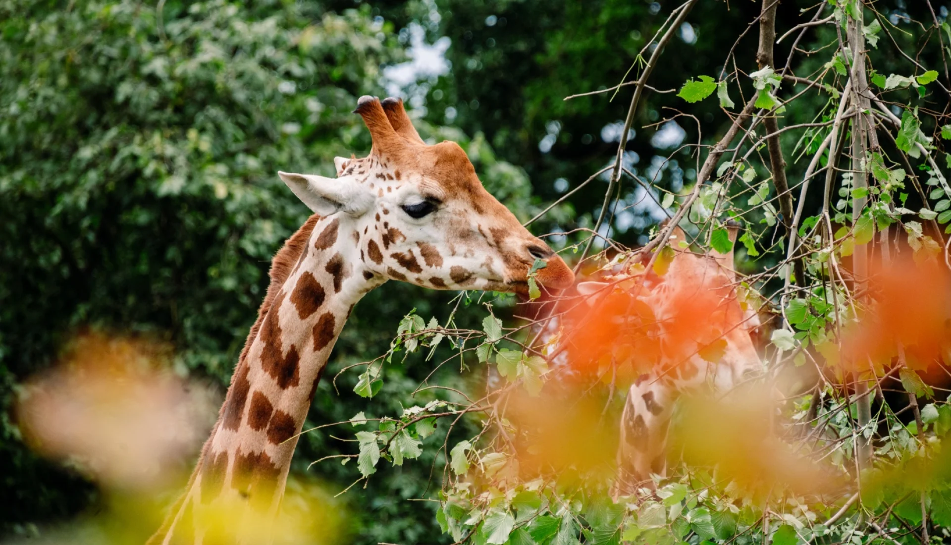 Giraffe im Zoo Magdeburg streckt den Hals nach den Bl&auml;ttern eines Astes, im Vordergrund unscharfes Herbstlaub