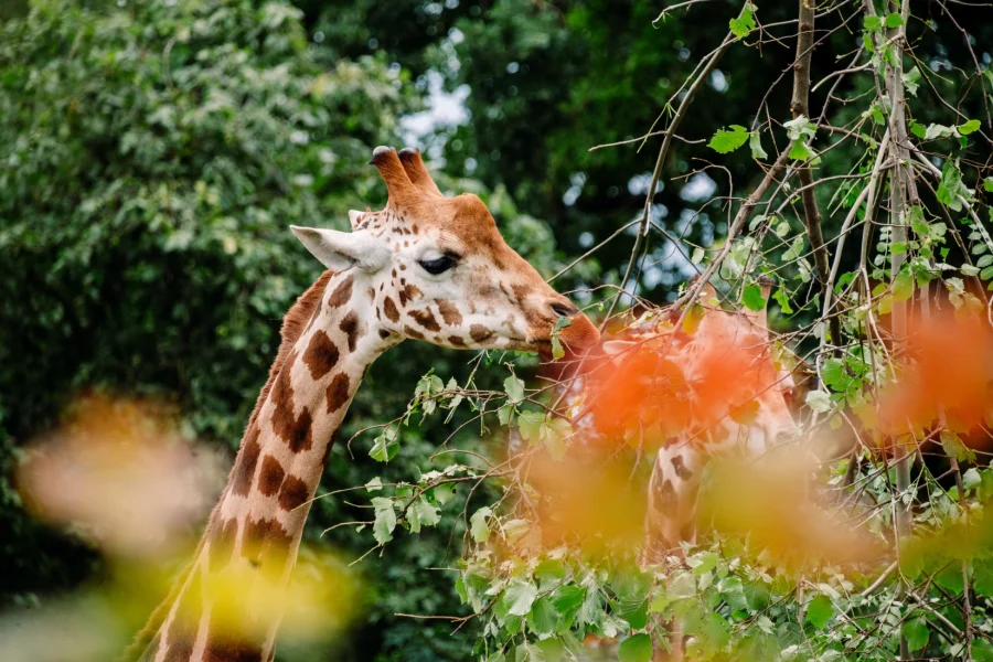 Giraffe im Zoo Magdeburg streckt den Hals nach den Bl&auml;ttern eines Astes, im Vordergrund unscharfes Herbstlaub
