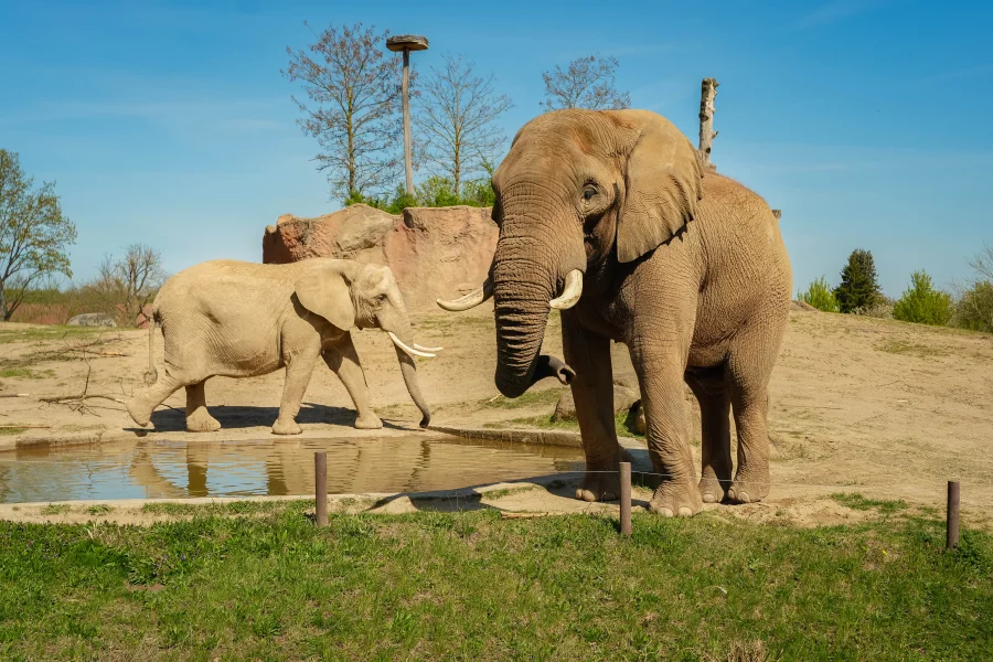 Elefantenkuh Sweni und Bulle Kando an einer Wasserstelle im Magdeburger Zoo