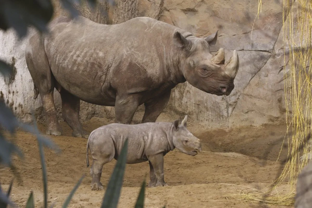 Spitzmaulnashorn-Kuh mit Jungtier auf der Außenanlage vor einer Felswand