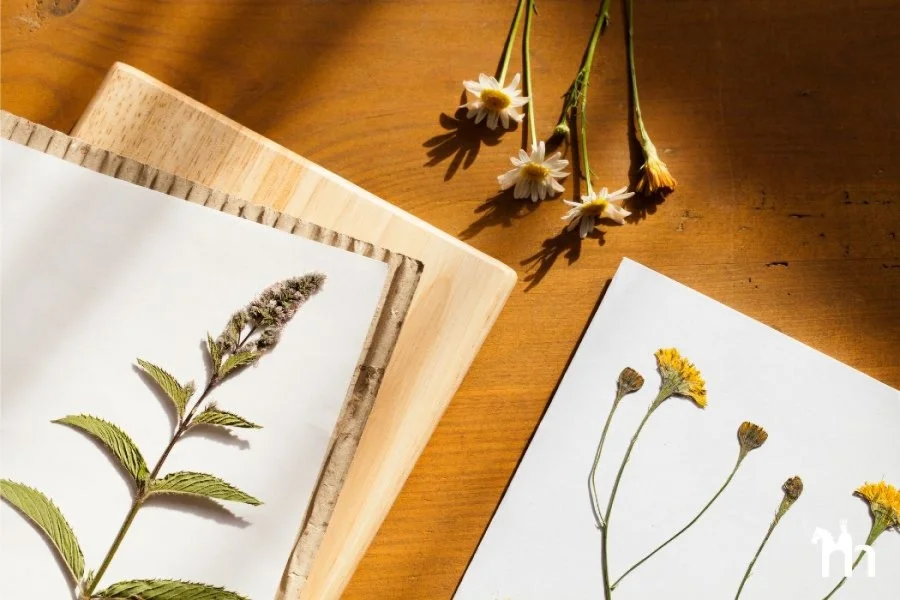Teaser Herbarium | Foto: Canva