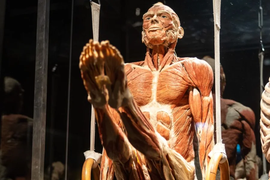 Plastinat eines Turners haelt an zwei Ringen die Beine waagerecht im L-Sitz, Muskeln und Sehnen des ganzen Koerpers sind freigelegt