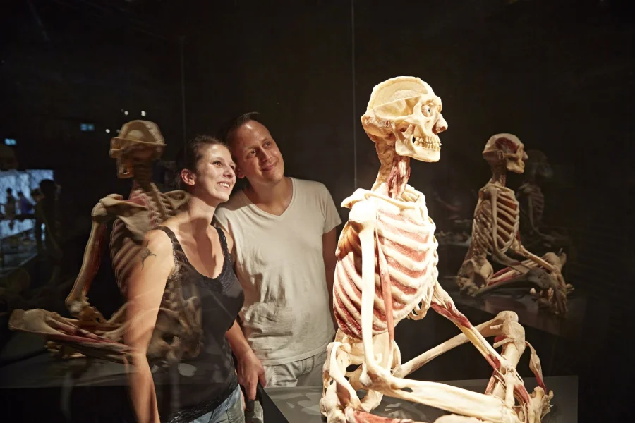 Zwei Besucher stehen dicht vor der Vitrine eines sitzenden Skelett-Plastinats und schauen ihm ins Gesicht, links spiegeln sich weitere Exponate